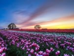 Tulips in Sunset