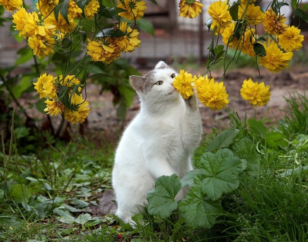 Curious Kitten - Kitten, Nature, Flowers, Yard