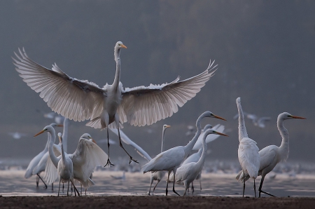 Beautiful Birds - nature, beach, large, birds