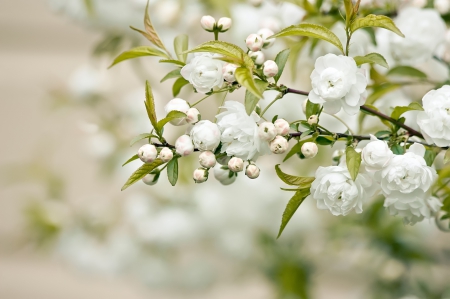 Spring petals - white flowers, petals, branch, leaves, spring