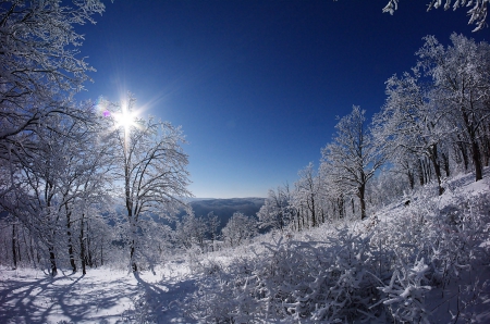 Winter morning - snow, morning, winter, sun