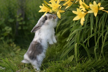 I can almost reach.... - animals, flowers, garden, bunny, spring