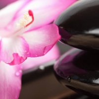 Zen macro