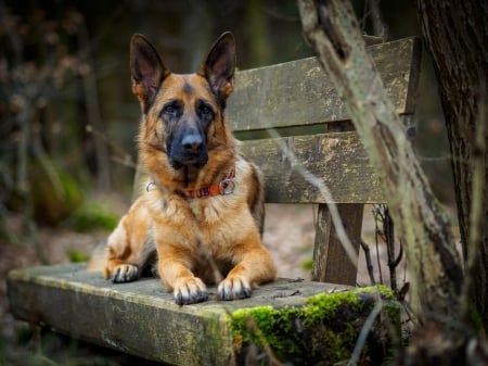 German shepherd - pretty, puppys, beautiful, dog, lovely, sweet, animal, dogs, cute, puppy, animals