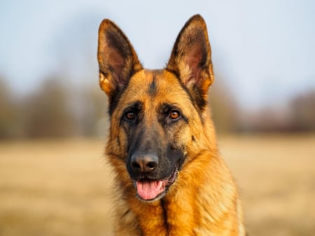 German shepherd - puppy, animals, lovely, pretty, puppys, beautiful, dog, animal, dogs, sweet, cute