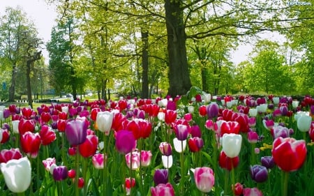 Tulips - trees, blossoms, firs, springtime, park