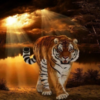 Magestic Tiger