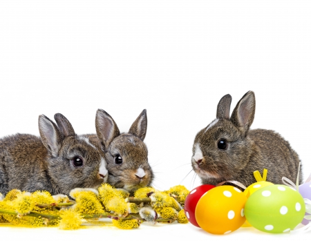 Easter Bunnies - eggs, easter, rabbit, symbol, willow twig, spring, bunny