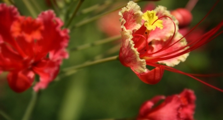 Flower - red, flower, gorgeous, green