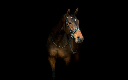 Horse - black, animal, brown, background, horse