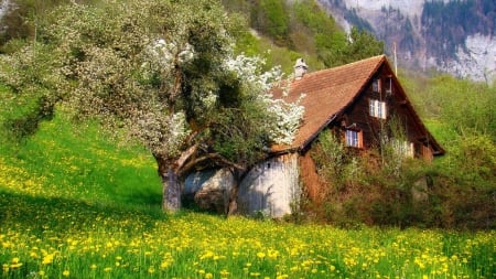 alpine chalet in spring - flowers, spring, meadow, mountains, chalet, tree