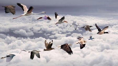 abstract view of birds flying in formation - flying, clouds, birds, formation