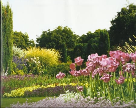 Garden - grass, trees, pink, green