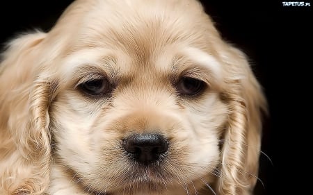 CLOSEUP OF PUPPY - CUTE, ADORABLE, FACE, CLOSEUP