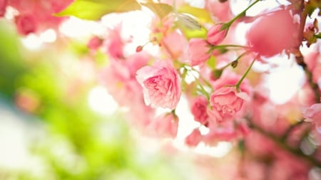 Beautiful Spring! - nature, flowers, spring, beautiful