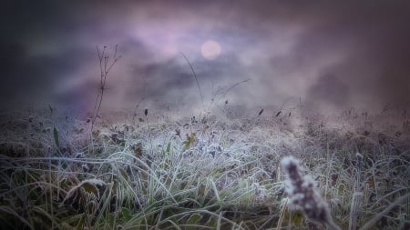 foggy - fog, nature, sky, field