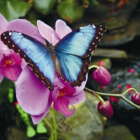 BUTTERFLY AND FLOWERS