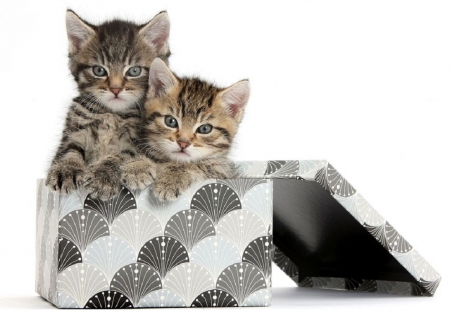 cute kittens in a box - kittens, cute, cats, box, animals