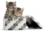 cute kittens in a box