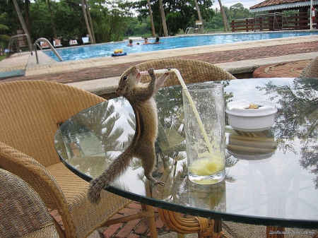 Lunchtime - refreshment, pool, squirrel, patio