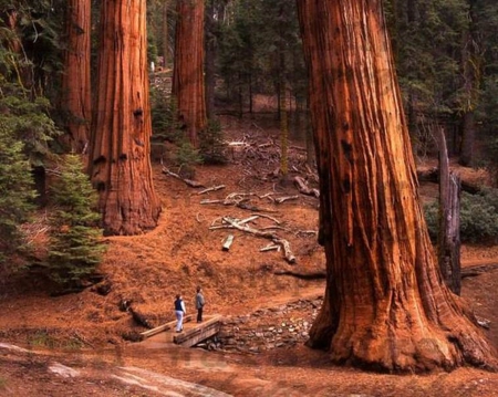 Redwoods - nature, california, redwoods, walk