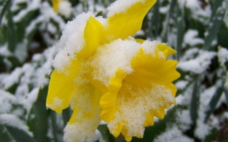 daffodil under a snow - garden, flowers, spring, daffodil, snow