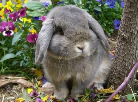 cute bunny in a garden - garden, spring, bunny, cute