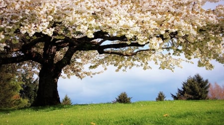 cherry tree - flower, spring, blossom, garden, field, tree, nature, park, cherry tree