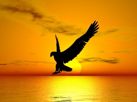 free - sea, bird of prey, sun, flight