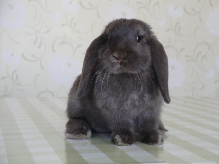 brown bunny - jumping, wobbly nosed, furry, longeared