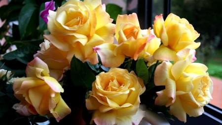 Yellow Roses - nature, flowers, yellow, roses