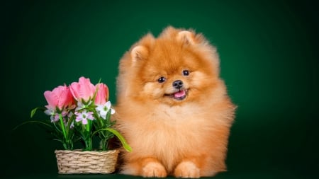 Puppy - flowers, puppy, pink, animals