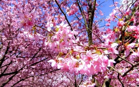 Beautiful Cherry Blossoms - colorful, sakura, cherry blossoms, rose, tree, japanese