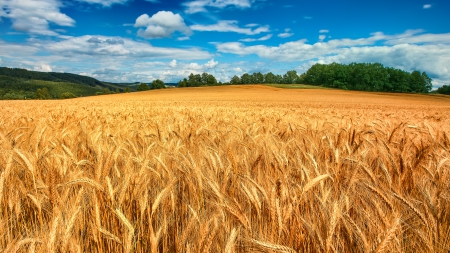 Field of wheat - summer, sky, wheat, clouds, field, nature, blue