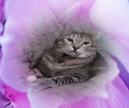 Heavenly Flower - love, purple, cat, pixie-bob, beautiful, sweet, teddy bear, flower