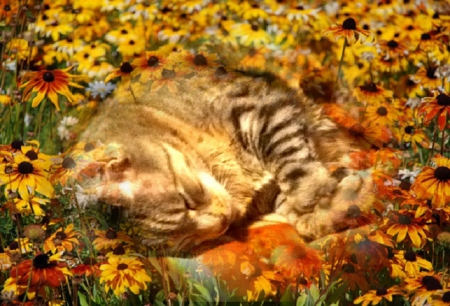 Spring Sleeping Cat - sleeping, cat, pixie-bob, spring, grey, yellow, beautiful, sweet, flowers, teddy, cute