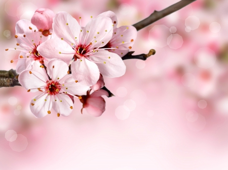 Spring background - pretty, blossoms, branch, beautiful, spring, freshness, pink, blooming, background