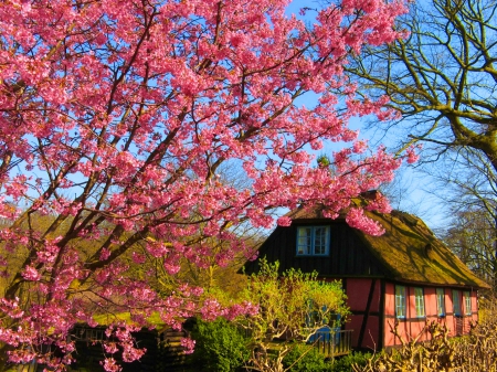 Spring in countryside - cottage, tre, countryside, flowering, spring, quiet, calmness, rural, pretty, blossoms, house, rustic, blooming, vilalge, lovely, serenity, nature, beautiful, pink