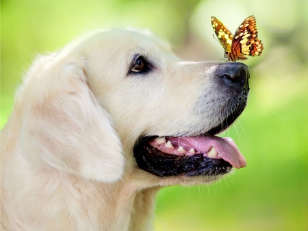 Dog and Butterfly - Dog, Butterfly, and, joy