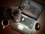 MY DOG POSTED ON LAPTOP