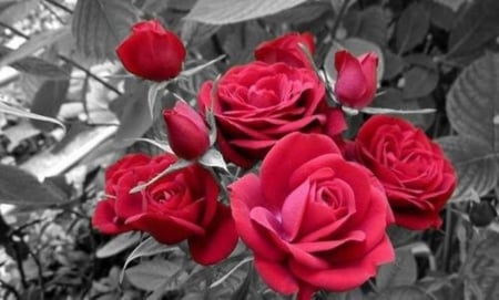 Roses - with love, two colors, for you, red roses