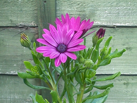 Purple Mary Daisies - pretty, flowers, purple, Daisies