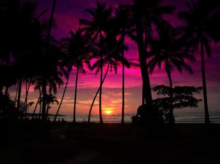 Sunset - trees, beautiful, palms, sunset, sea