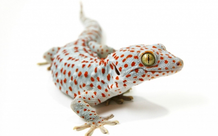 Tokay gecko - white, tokay gecko, red, animal, lizard, reptile