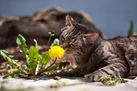 Spring cat - sleeping, cat face, hat, cat, kitty, animals, lovely, kitten, paws, face, pretty, cats, beautiful, cute