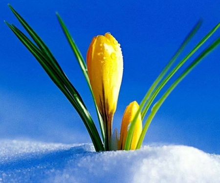 Spring is Here - nature, crocus, snow, photography, flowers, spring