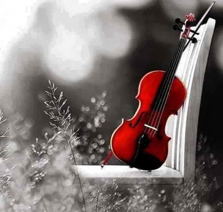 violin - black, white, violins, photography, cool