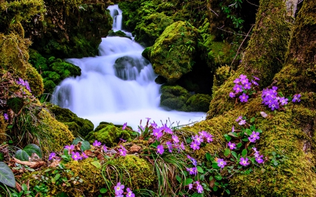 Forest Water - flowers, forest, trees, waterfall