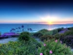 beautiful flowers on san clemente california seacoast hdr