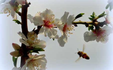 Apple Blossoms - flowers, apple, bee, nature